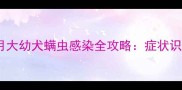 宠物健康科普两个月大幼犬螨虫感染全攻略症状识别与科学护理指南