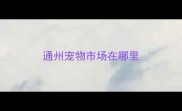 通州宠物市场在哪里