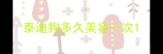 泰迪狗多久美容一次