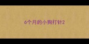 6个月的小狗打针