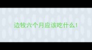 边牧六个月应该吃什么