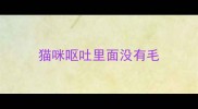 猫咪呕吐里面没有毛