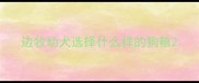 边牧幼犬选择什么样的狗粮