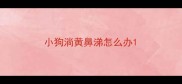 小狗淌黄鼻涕怎么办