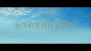 坐飞机宠物托运流程