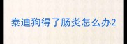 泰迪狗得了肠炎怎么办