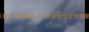 边牧和其他犬种区别全高智商工作犬特性及饲养要点深度指南