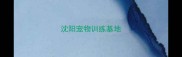 沈阳宠物训练基地