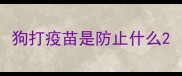 狗打疫苗是防止什么