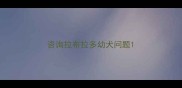 咨询拉布拉多幼犬问题
