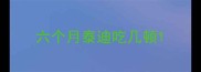 六个月泰迪吃几顿