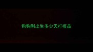 狗狗刚出生多少天打疫苗