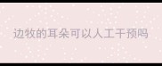 边牧的耳朵可以人工干预吗