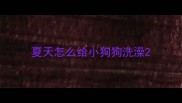 夏天怎么给小狗狗洗澡