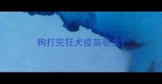 狗打完狂犬疫苗驱虫