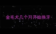 金毛犬几个月开始换牙