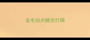 金毛幼犬睡觉打嗝