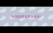 狗狗后腿关节没有毛