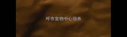 呼市宠物中心领养