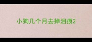 小狗几个月去掉泪痕