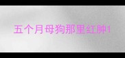 五个月母狗那里红肿