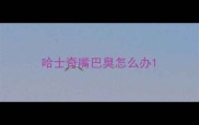 哈士奇嘴巴臭怎么办