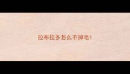 拉布拉多怎么不掉毛
