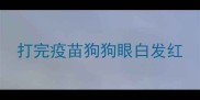 打完疫苗狗狗眼白发红