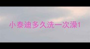 小泰迪多久洗一次澡