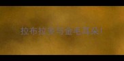 拉布拉多与金毛耳朵