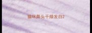 猫咪鼻头干燥发白