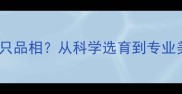 如何改善拉布拉多犬只品相从科学选育到专业美容的完整解决方案