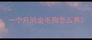 一个月的金毛狗怎么养
