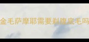金毛萨摩耶需要剃腹底毛吗