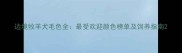 边境牧羊犬毛色全最受欢迎颜色榜单及饲养指南