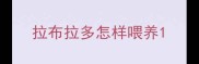 拉布拉多怎样喂养