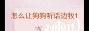 怎么让狗狗听话边牧