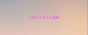 小狗几个月大会懂事