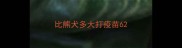 比熊犬多大打疫苗6