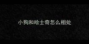 小狗和哈士奇怎么相处