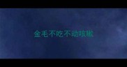 金毛不吃不动咳嗽