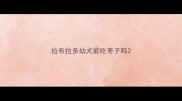拉布拉多幼犬能吃枣子吗