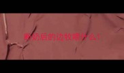 断奶后的边牧喂什么