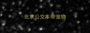 北京公交车带宠物
