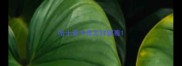 哈士奇中毒怎样解毒