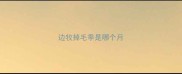 边牧掉毛季是哪个月