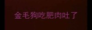 金毛狗吃肥肉吐了