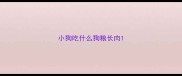 小狗吃什么狗粮长肉