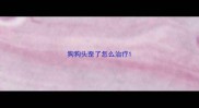 狗狗头歪了怎么治疗