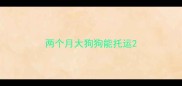 两个月大狗狗能托运